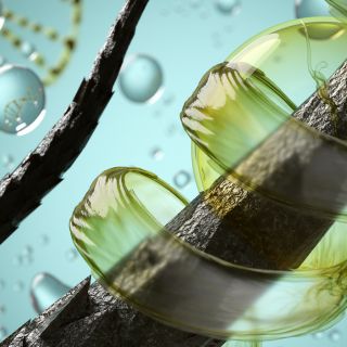 Rinforza il cuoio capelluto e riduce la caduta